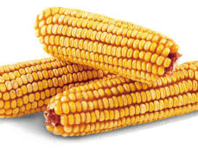 Ear Corn, 35lbs