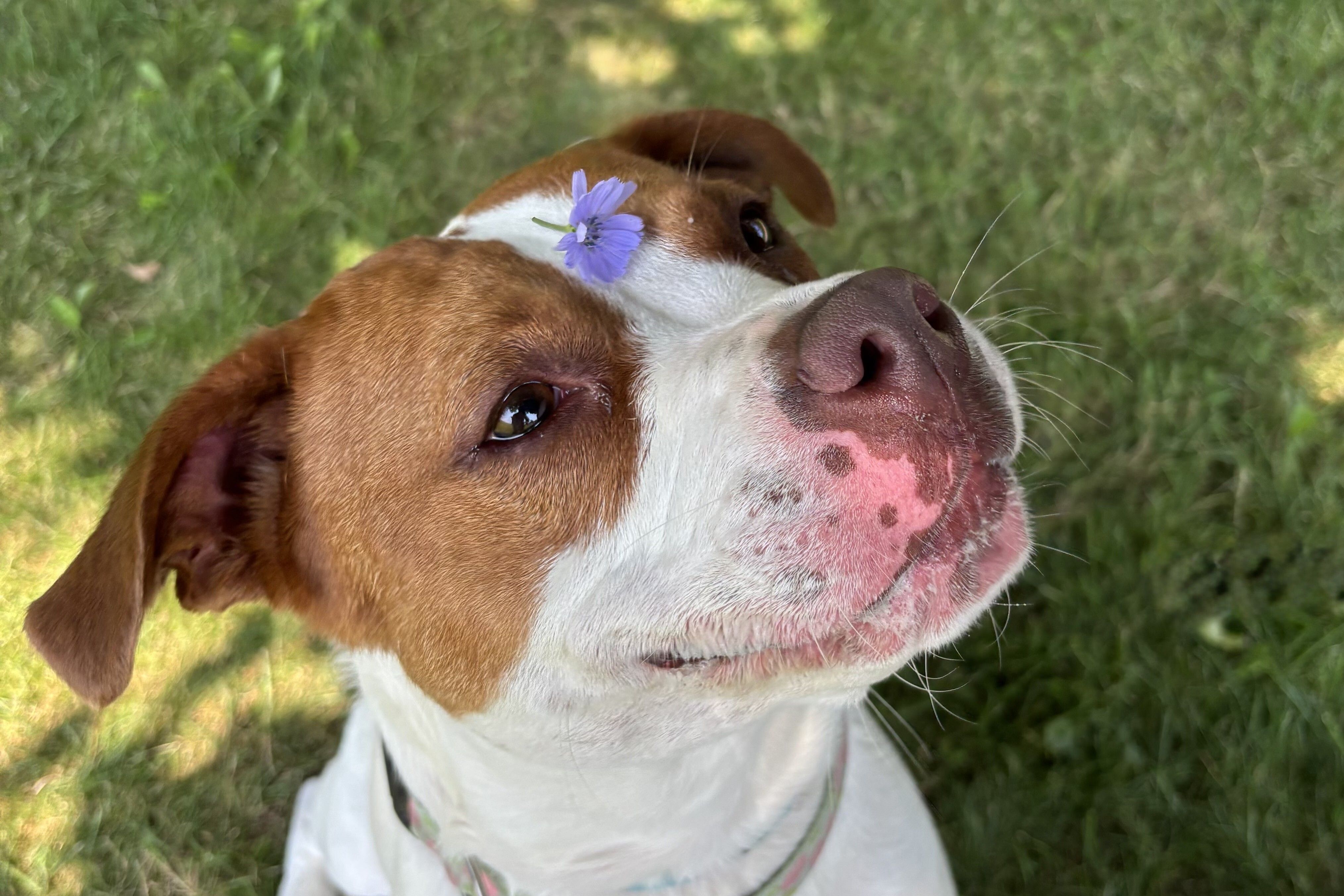 A Happy Dog With A Flower On Her Head.