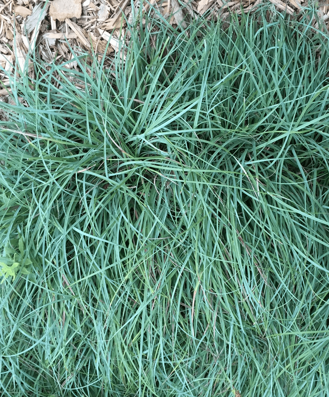 Blue Zinger sedge, Carex flacca