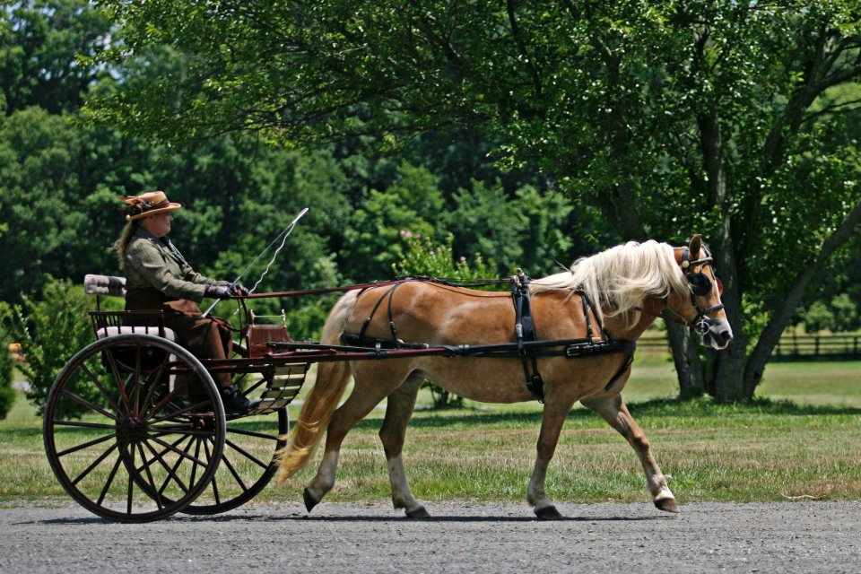 Morven Park | Davis mansion, equestrian center, athletic fields