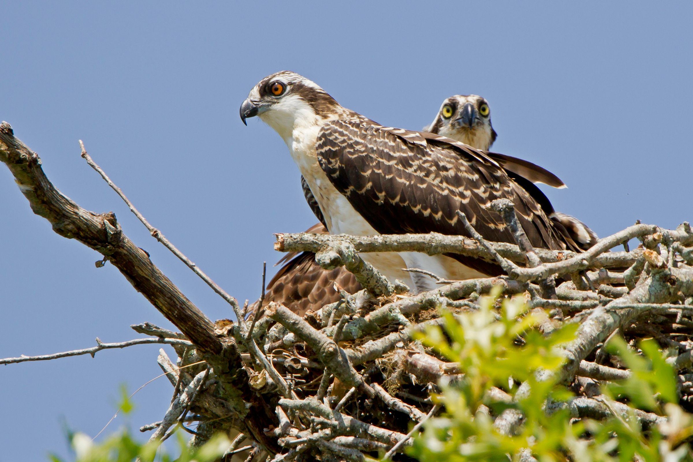 Audubon Monitors Record Healthy Osprey Population in the Ocean State