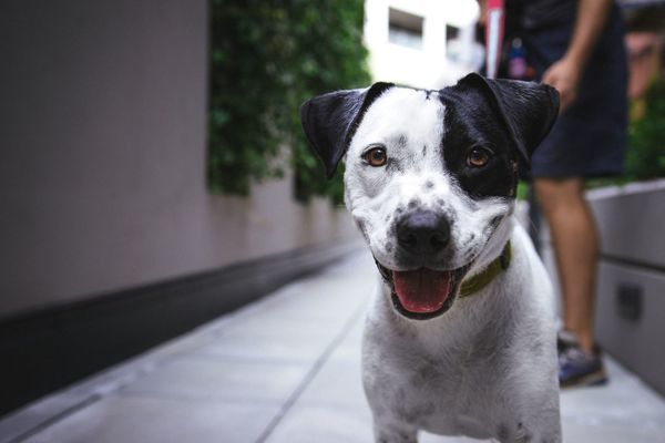 Home : Midlands Humane Society
