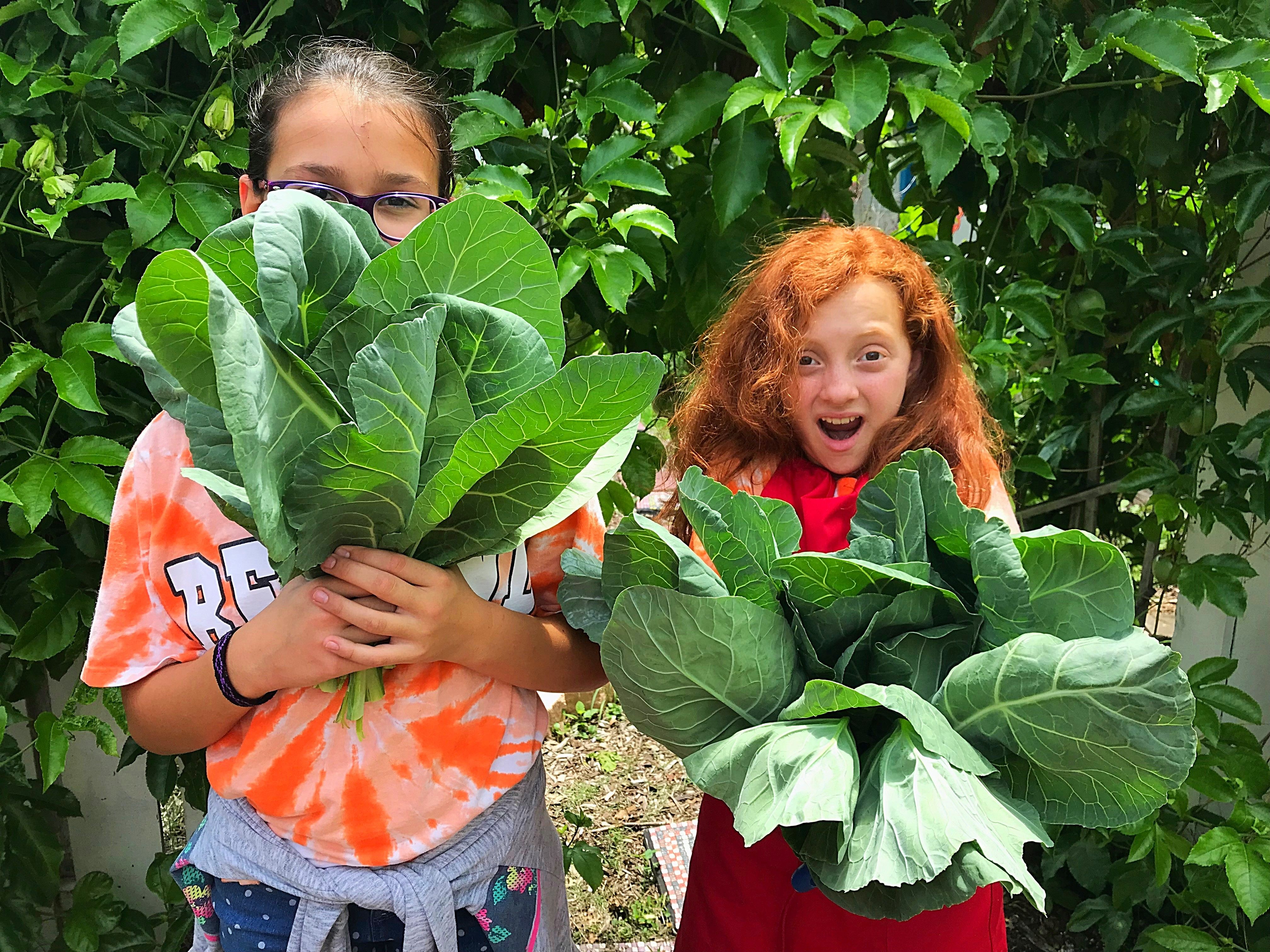 Students at Royal Palm Academy of Discovery harvest collards