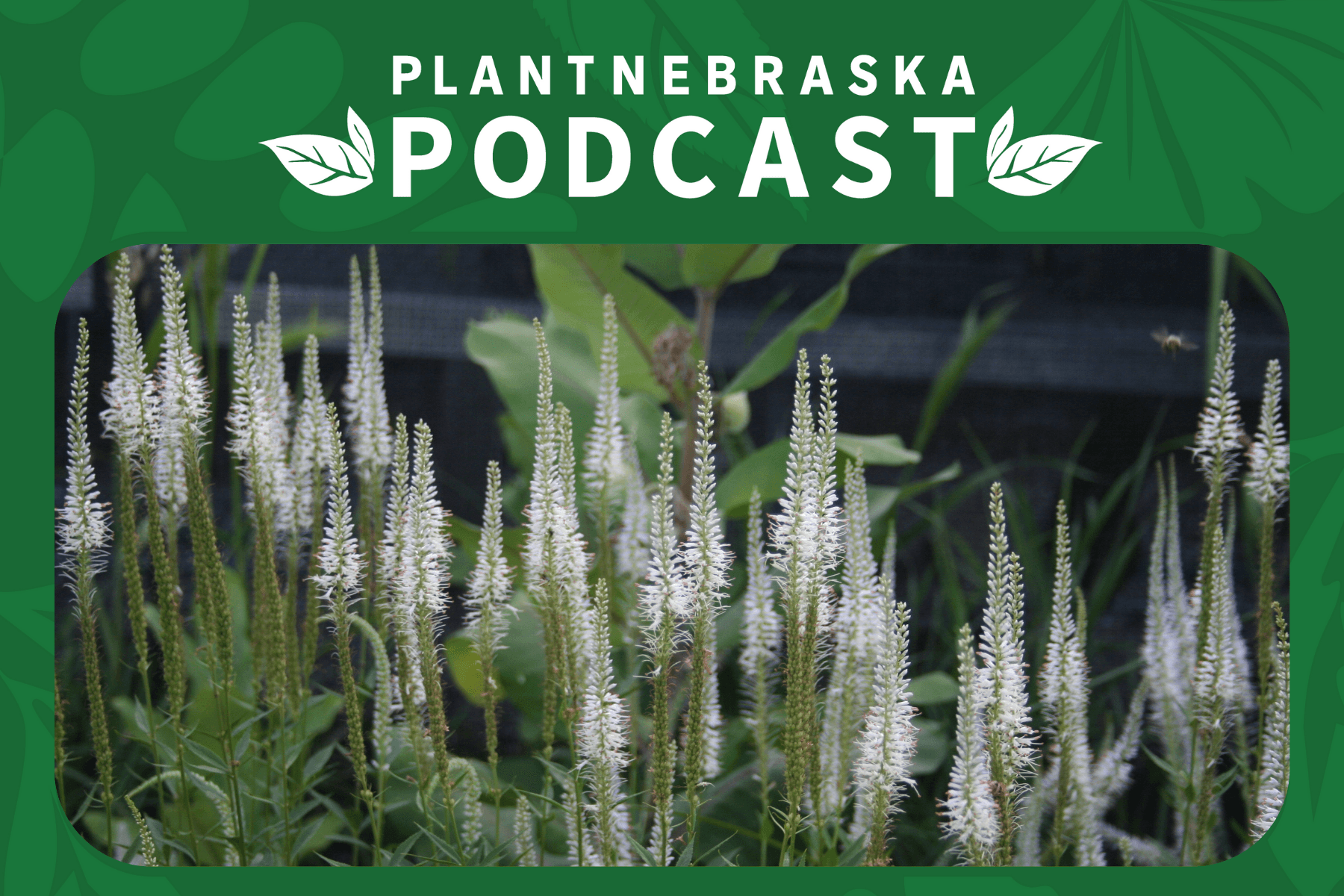 101: Great Plants 2026