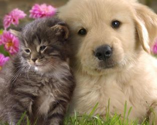 Foster Volunteer