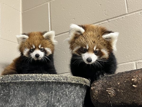 Red Riplets Red Panda Triplets Born at the Zoo : News : Lincoln Children's Zoo