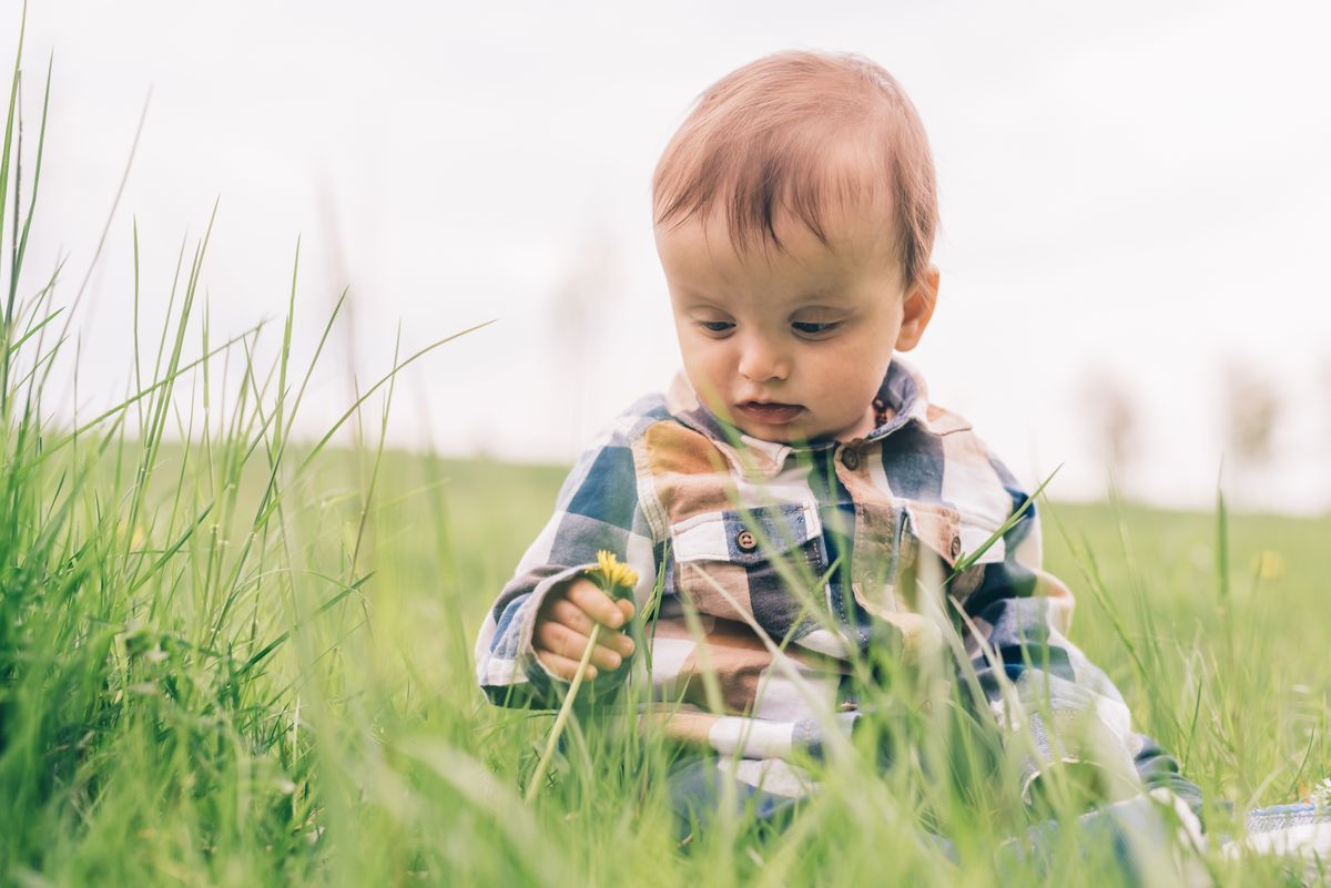 Toddler holding a flower in a field of grass