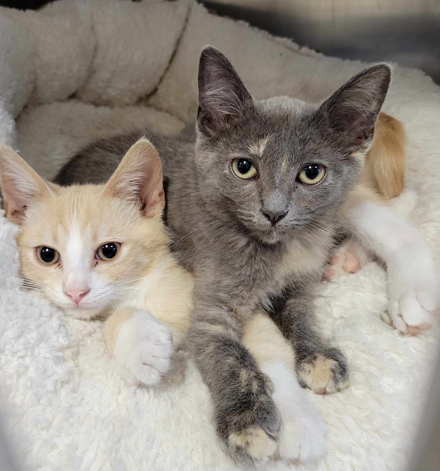 TCHS Launches 2 Purr 1 on Kittens