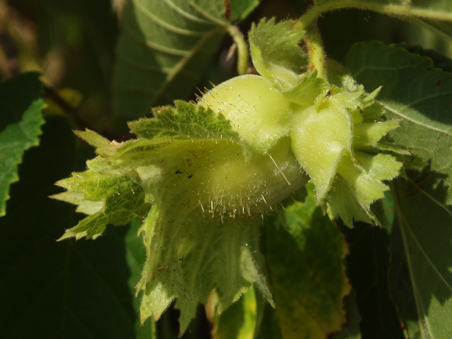 American Hazelnut - Pack of 5 Seedlings (12"-18")