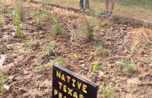 Native Texas Prairie Plot