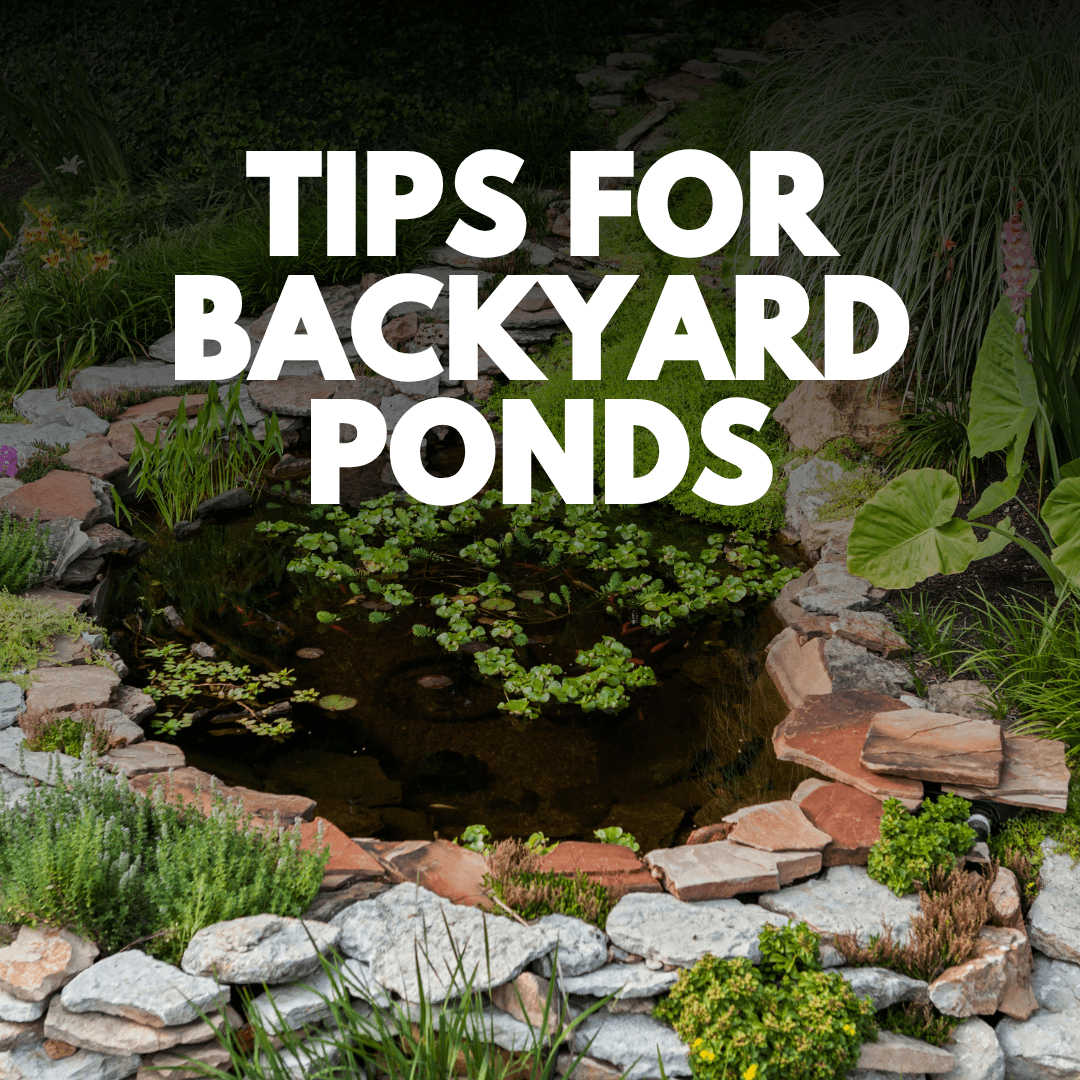 Tips for Backyard Ponds