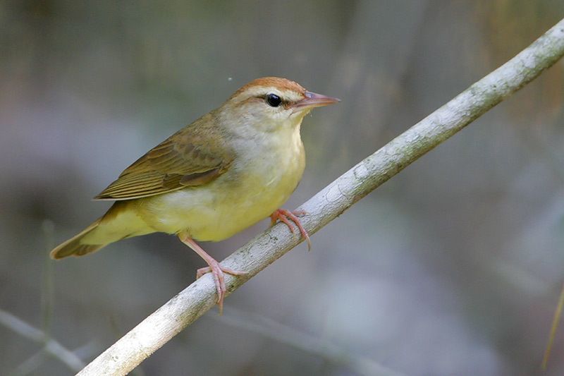 Swainson's Warbler