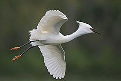 Snowy Egret (breeding plumage)