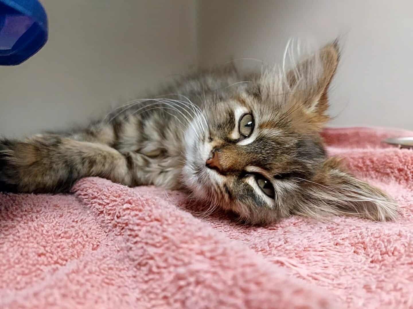 A Content Cat Relaxing