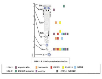 This is a picture of the Usher protein in the photoreceptor cell