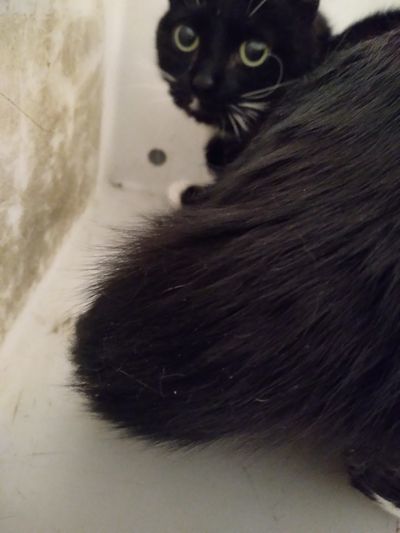 Bootsie