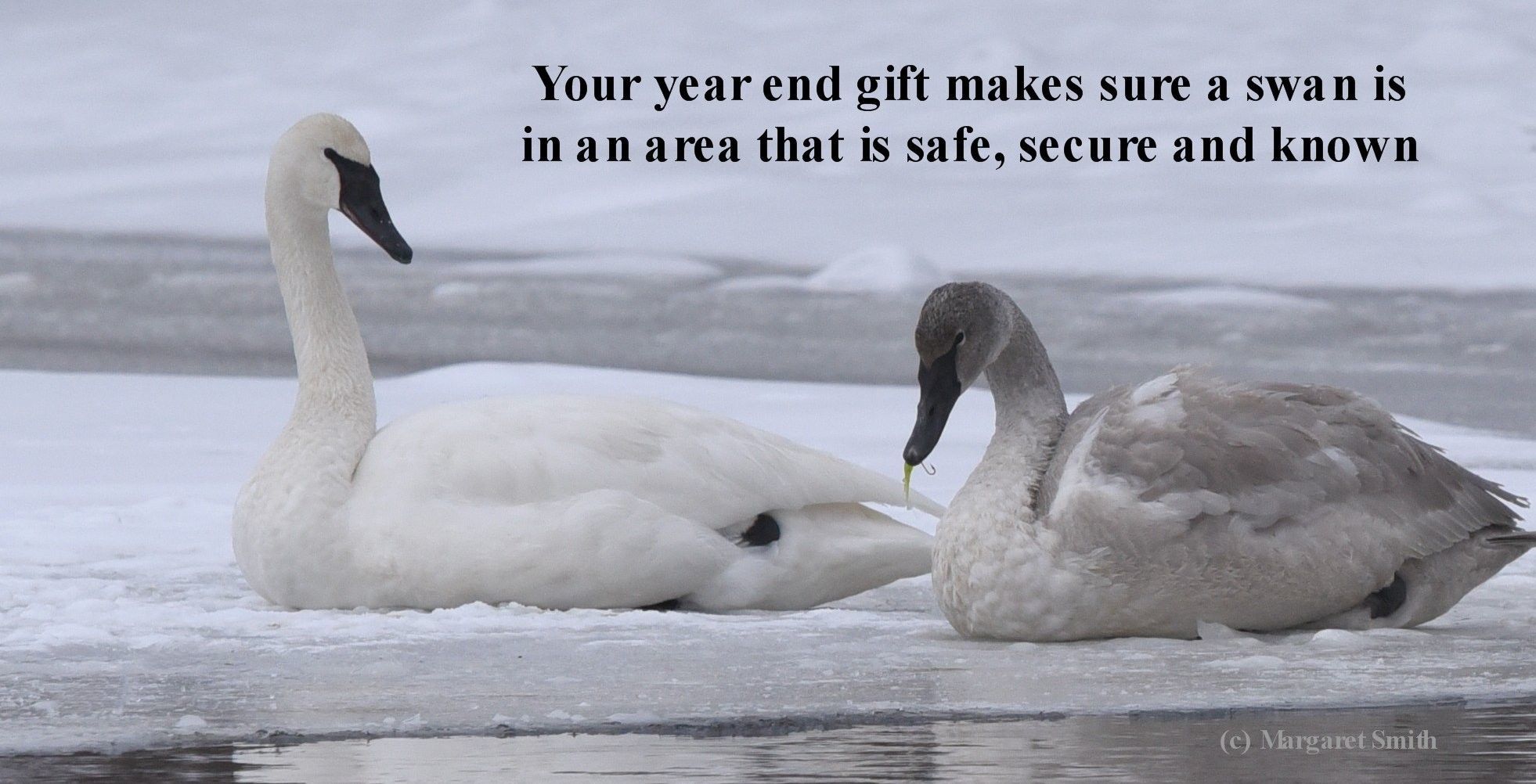 Make sure a swan is safe and secure through your year end donation to The Trumpeter Swan Society 