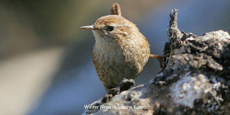 Winter Wren