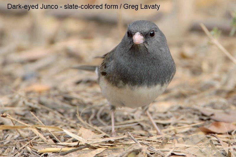 Dark-eyed Junco