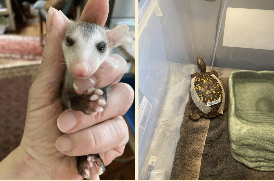 Side-by-side images of a hand holding a baby possum and a turtle in a large plastic bin