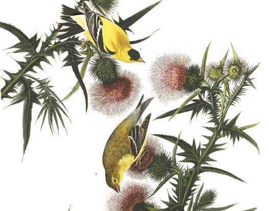 Goldfinches from The Birds of America