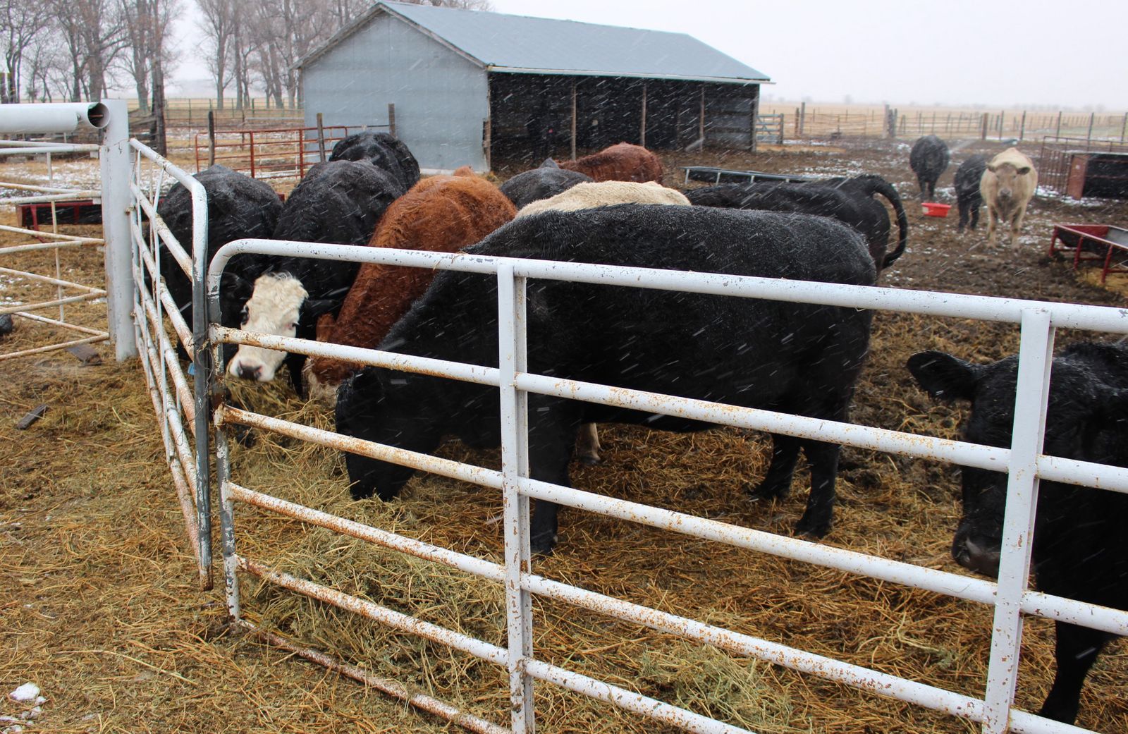 Livestock Scales