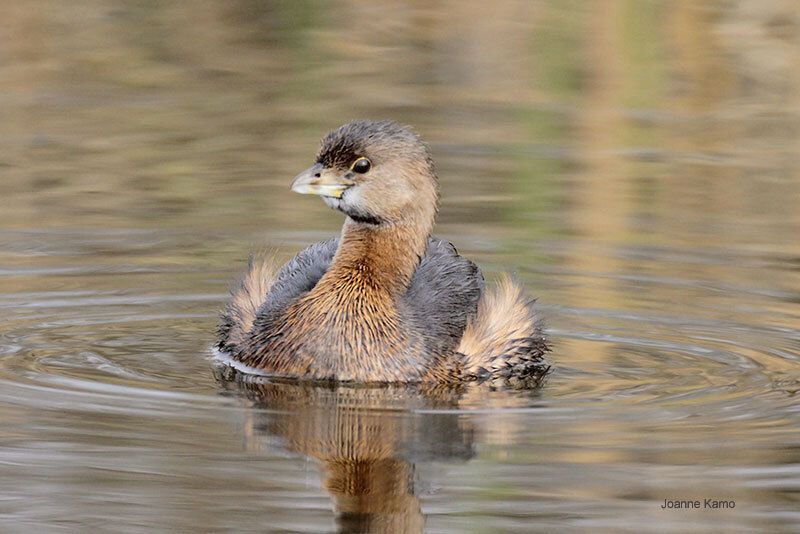 Pied-billed Grebe