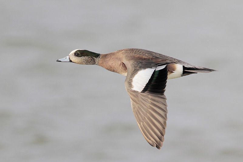 American Wigeon (female)