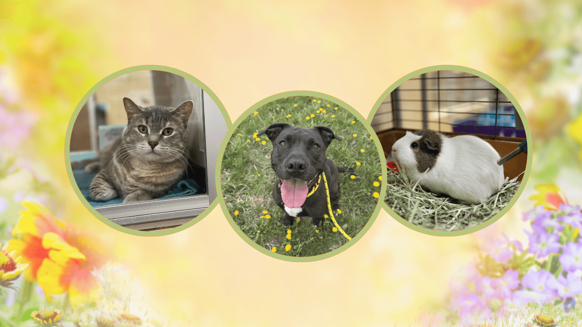 Soak Up The Love Adoption Promotion