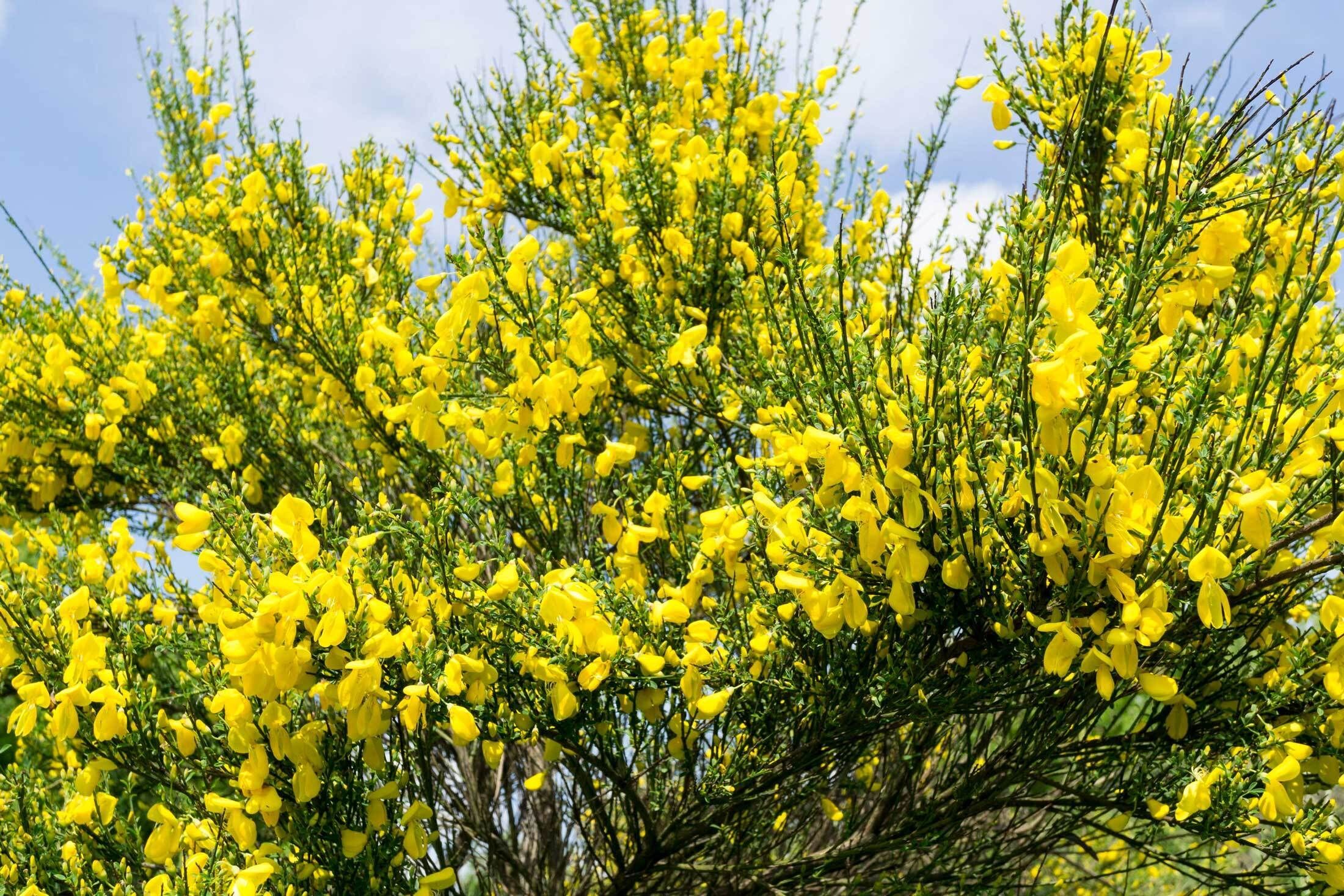 Scotchbroom