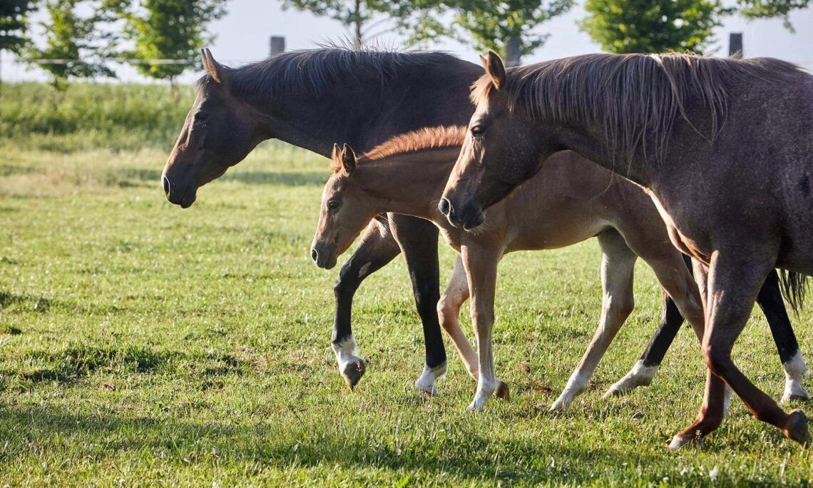 Arkansas Quarter Horse Association | Home