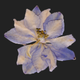 delphinium