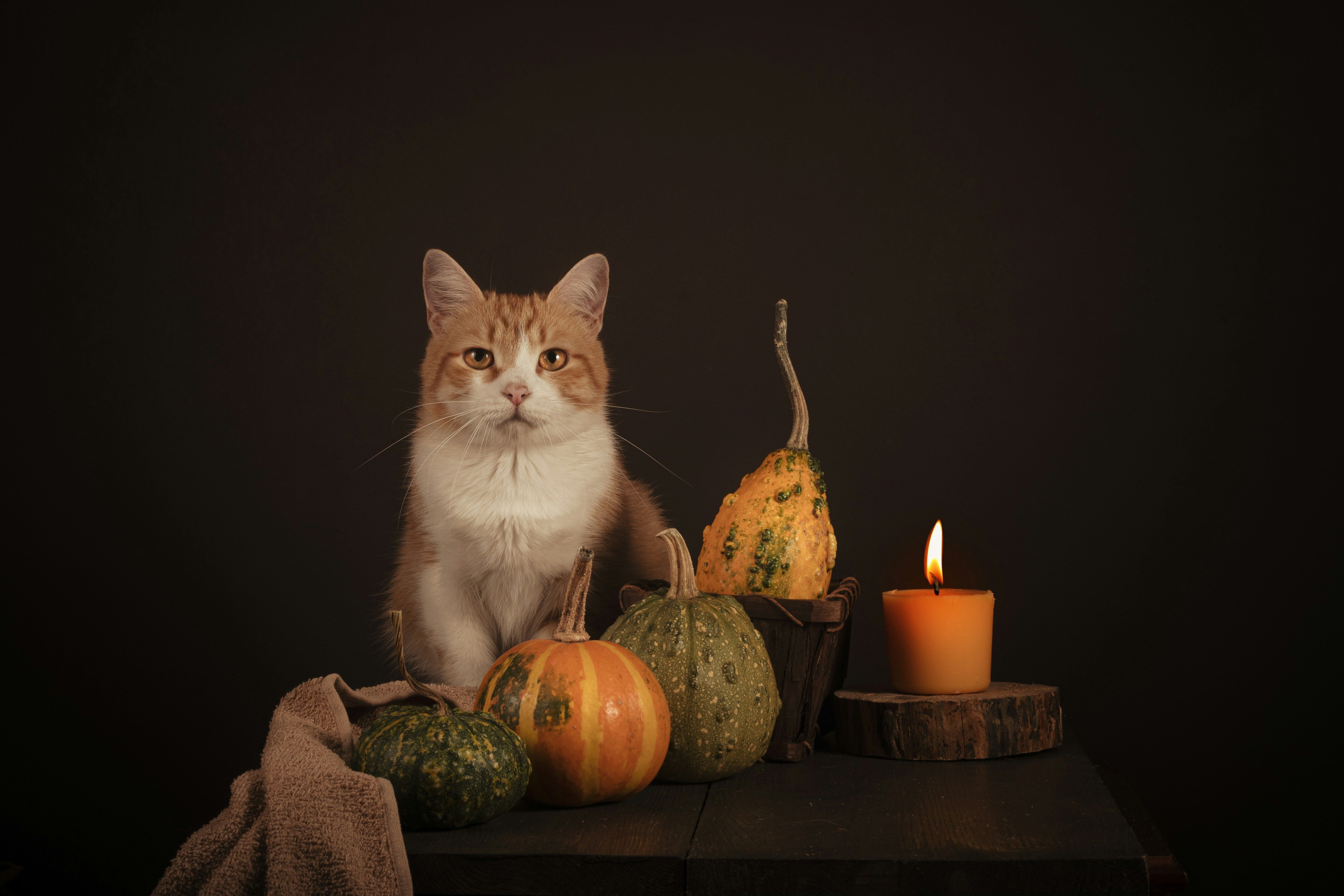 Meowloween Adoption Promotion