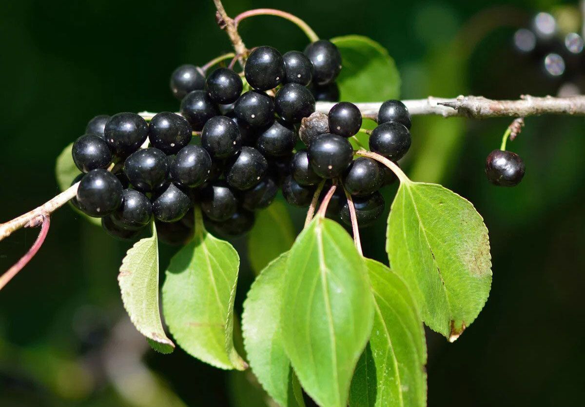 Common Buckthorn