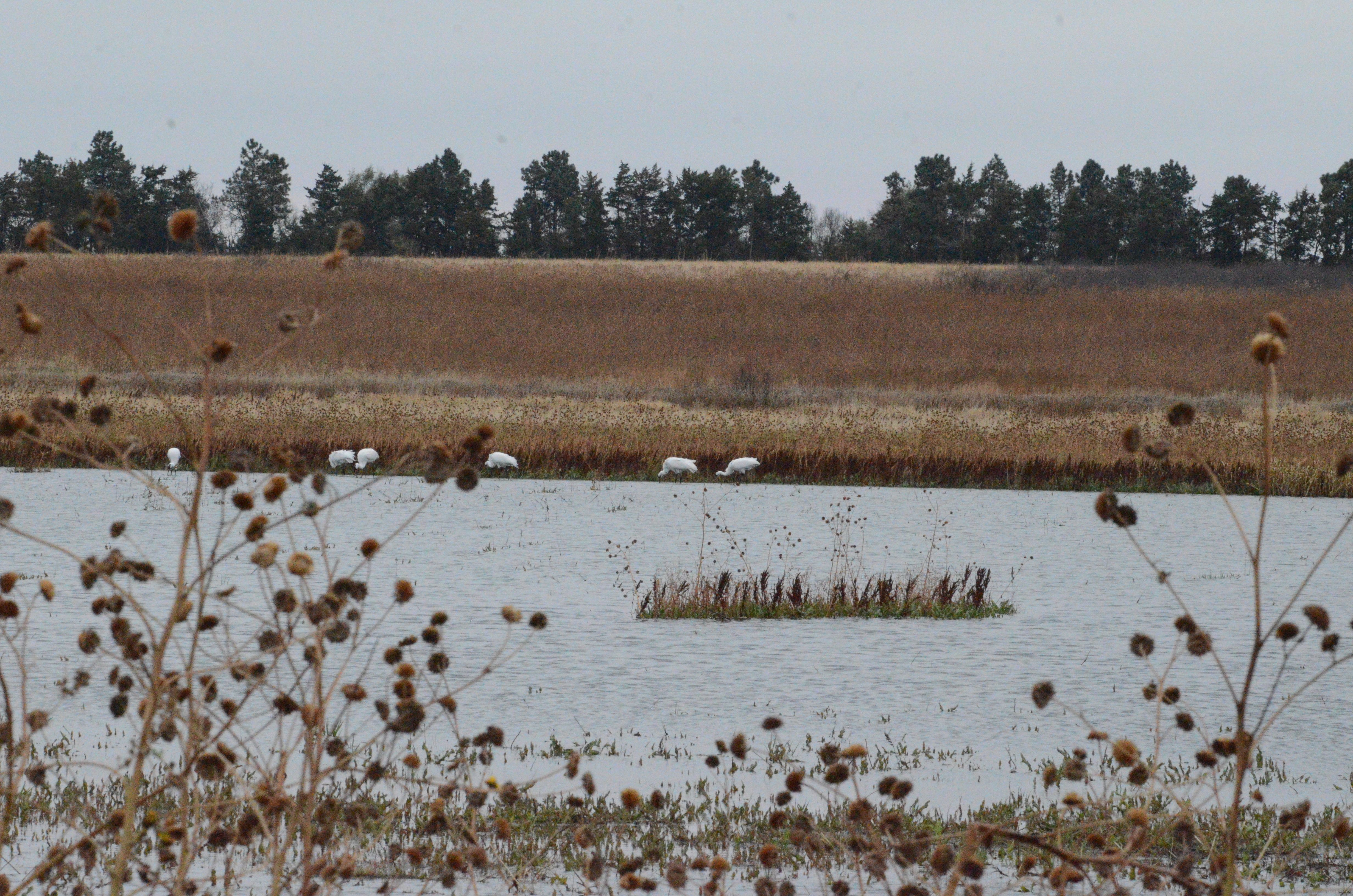 whooping crane habitat