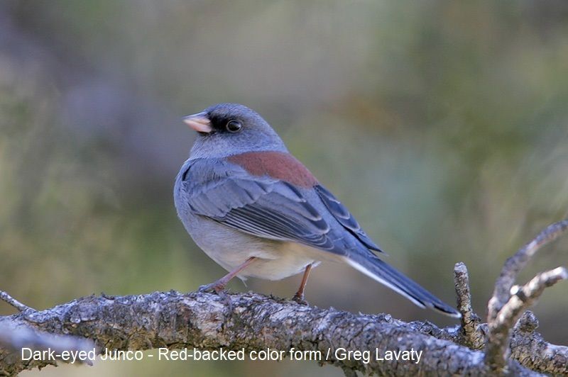 Dark-eyed Junco