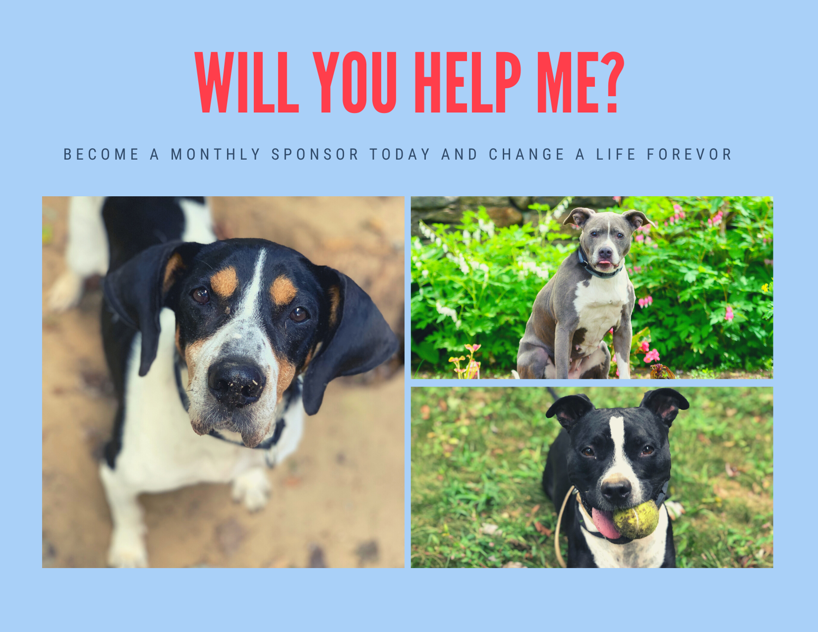 Sponsor A Dog : Donate : Adopt-a-Dog, Inc.