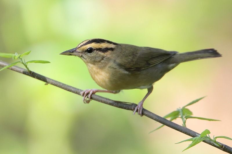 Worm-eating Warbler