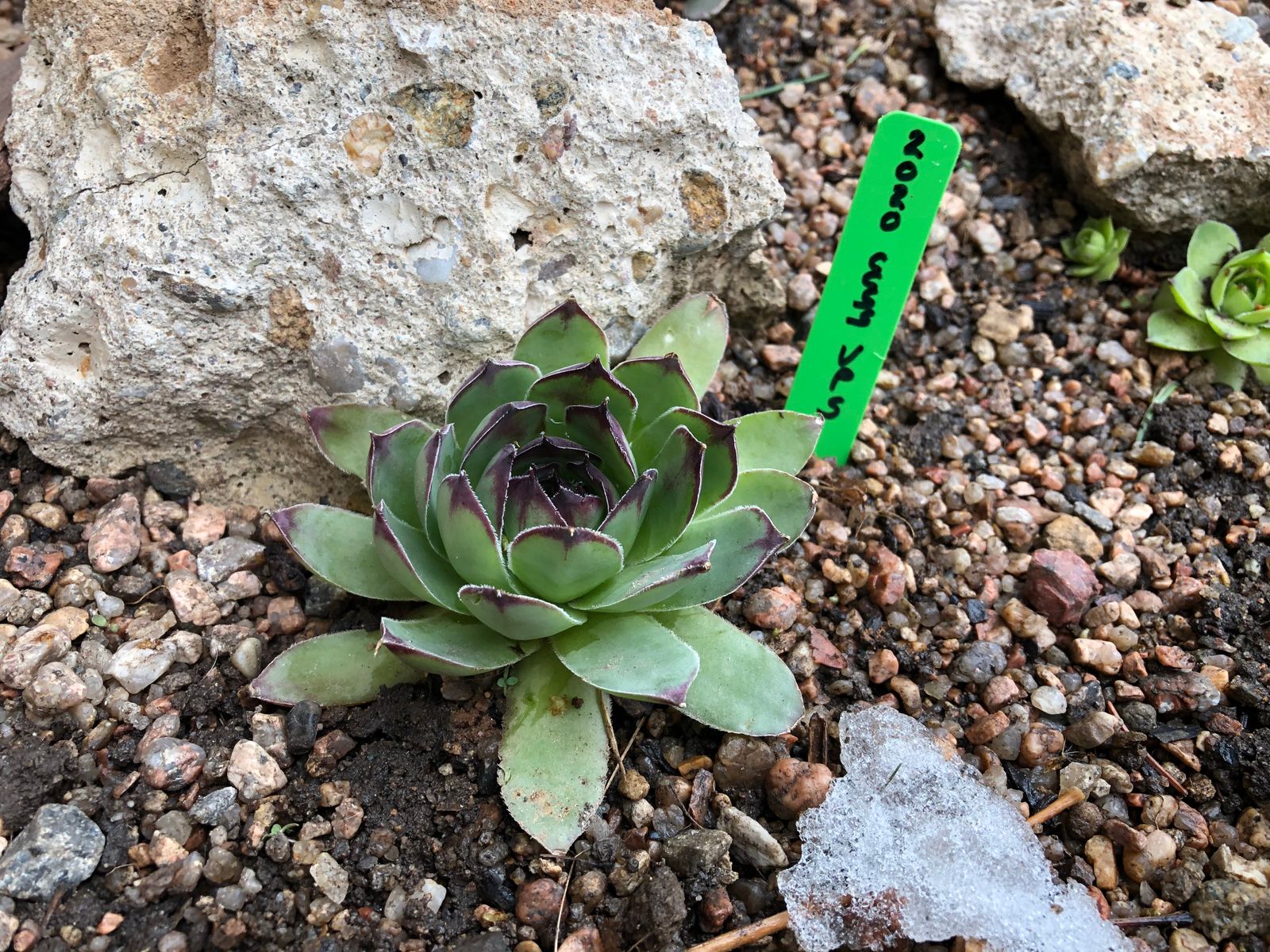 Colorado Cactus & Succulent Society : Home