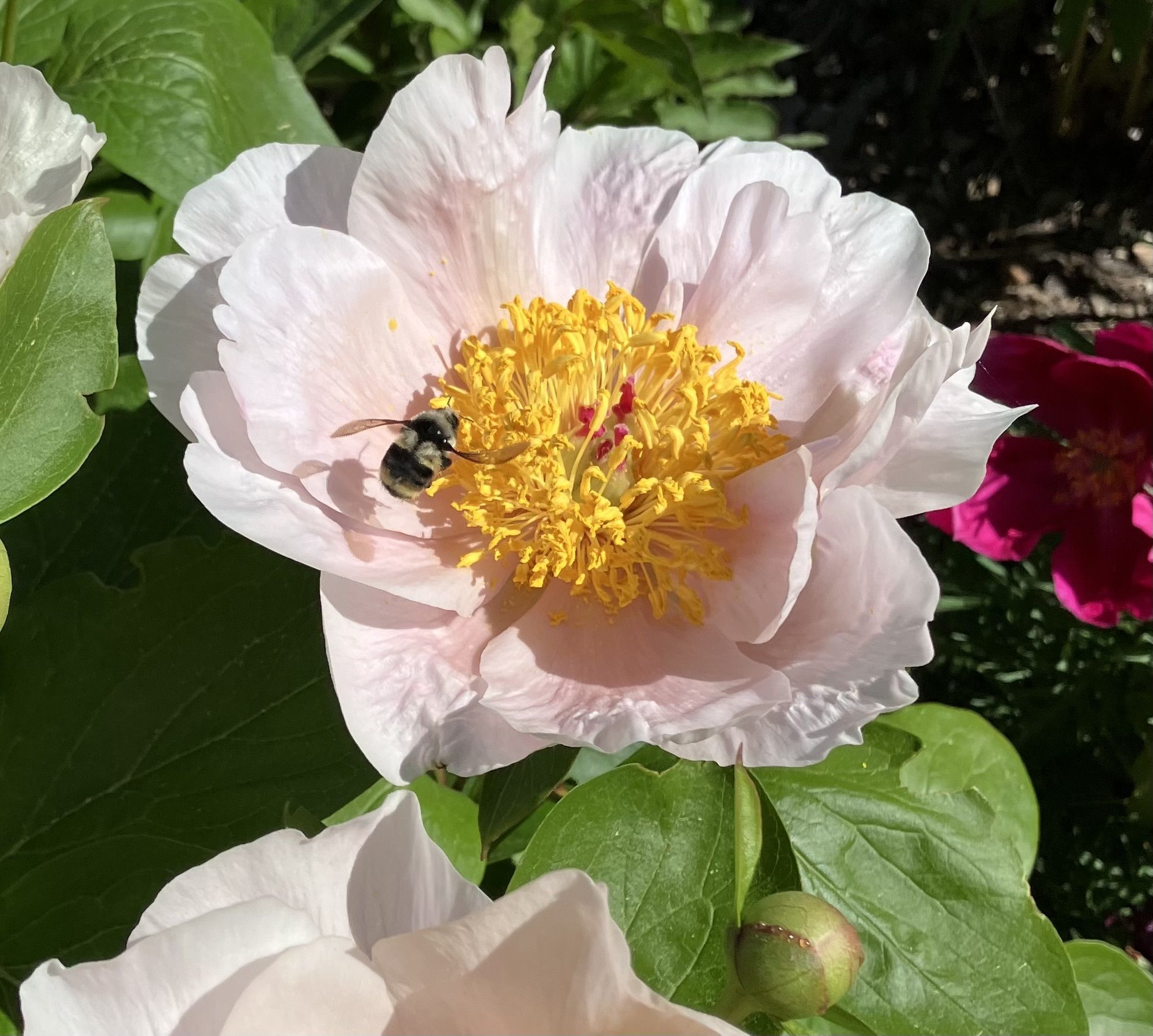 May 27th Pest Alert Message