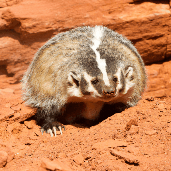 Desert Badger