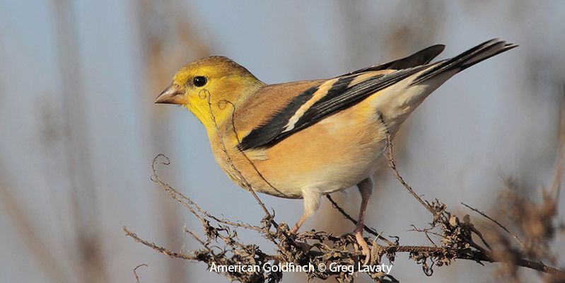 American Goldfinch