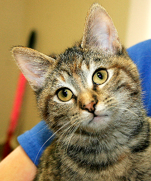 AMELIA