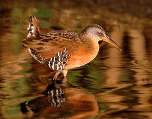 Beak of the Week: Virginia Rail