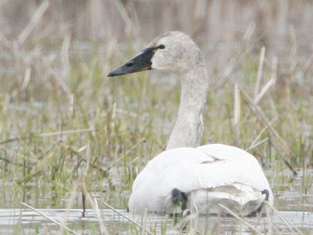 Tundra Swan, winter, feathers mostly white