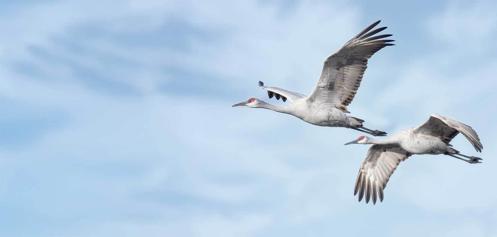 Birds flying