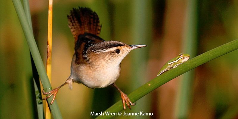 Marsh Wren