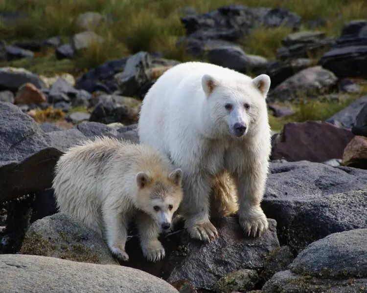 spirit bear