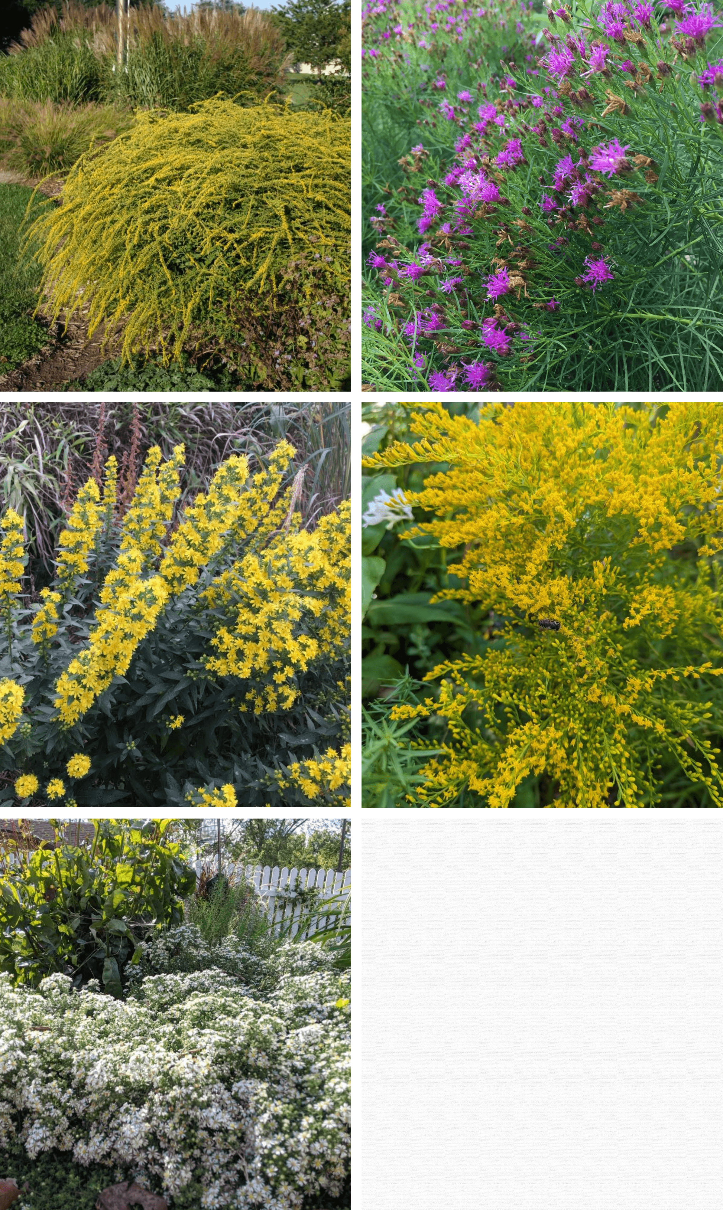 Yellow Fireworks Goldenrod, Purple Ironweed, Yellow Wichita Mountains Goldenrod, Yellow Sweet Goldenrod, and White Snow Flurry Heath Aster.