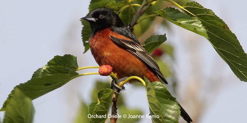 Orchard Oriole